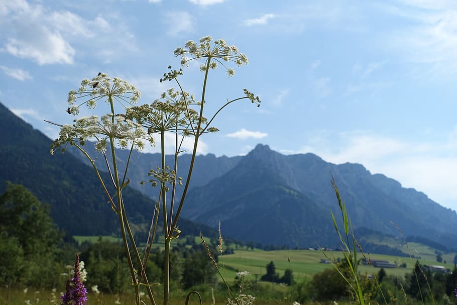 nature, mountains, tyrol, beauty in nature, plant, sky, cloud - sky HD wallpaper