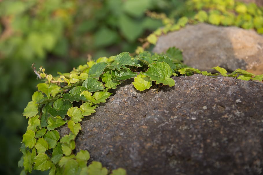 ivy, stone, plants, vine, stone wall, background, nature, green HD wallpaper