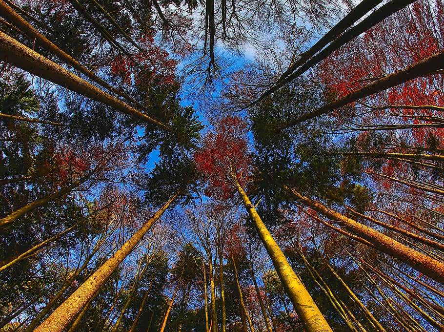 forest, tree, autumn, leaves, sky, fish-eye, plant, low angle view HD wallpaper