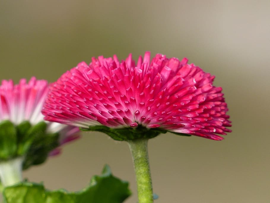 daisy, pink, flower, spring, flowering plant, freshness, vulnerability HD wallpaper