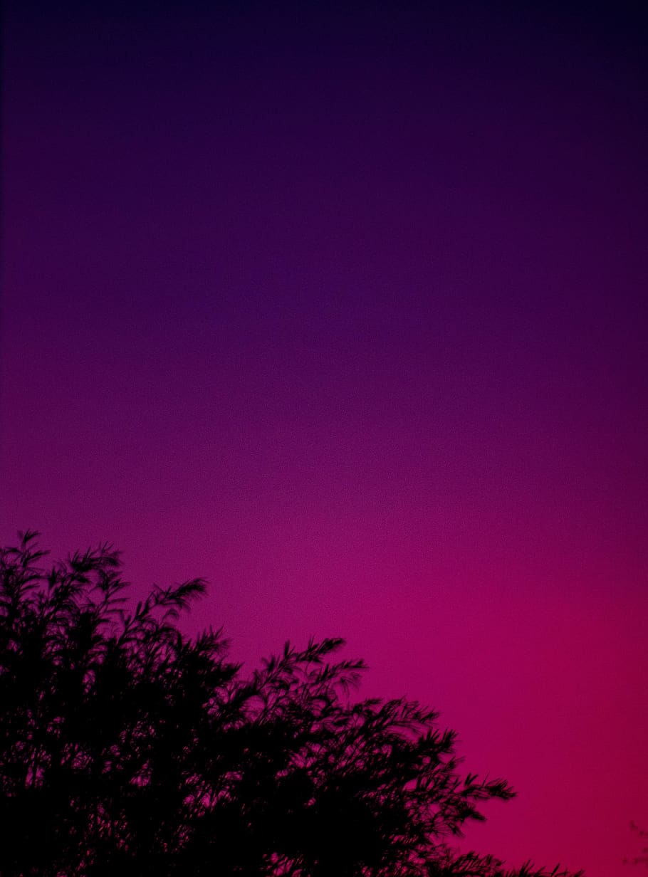 tree, sunset, evening, pink, purple, purple sky, pink sky, color HD wallpaper