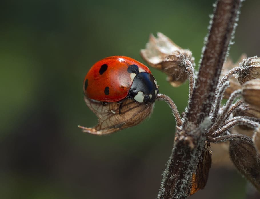 insect, ladybug, beetle, nature, wildlife, macro, animal themes HD wallpaper