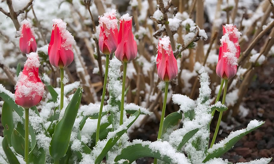 mini tulips, snow, red, spring, blossom, bloom, close up, plant HD wallpaper