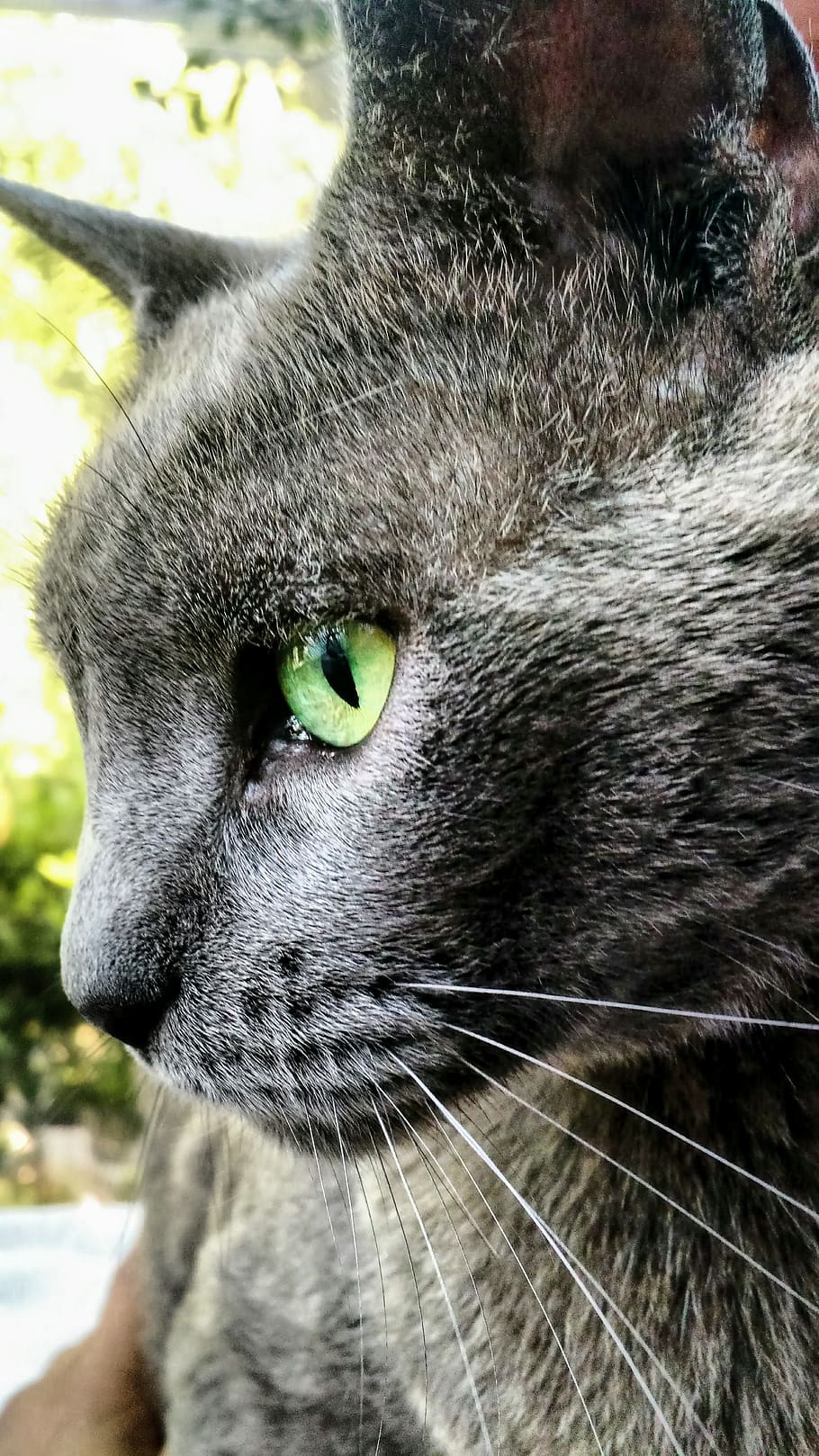 cat, russian cat, animal themes, mammal, one animal, feline HD wallpaper