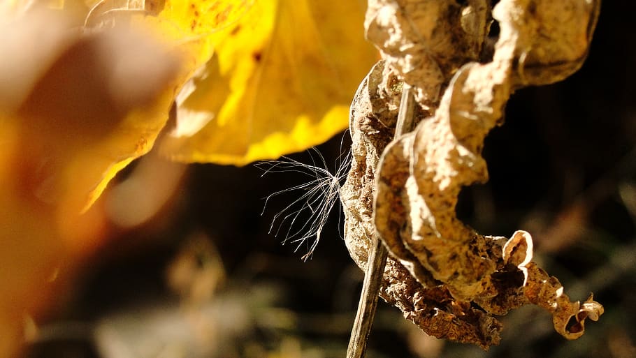fluff, fall, autumn, close-up, plant, plant part, nature, no people HD wallpaper