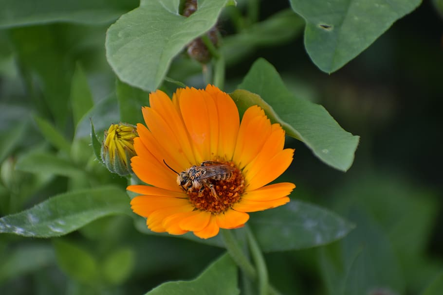 calendula, flower, orange, bee, bloom, nature, garden, petals HD wallpaper
