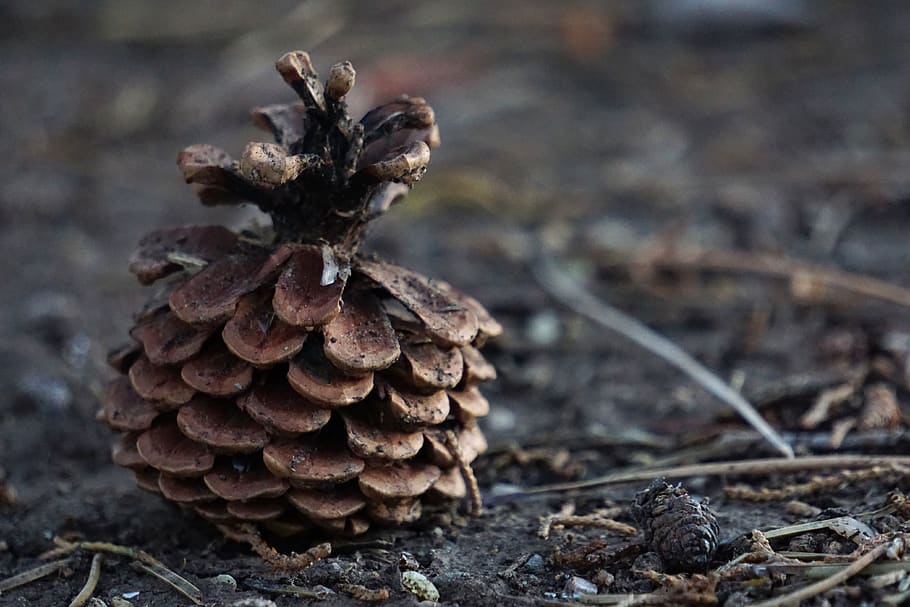 pinecone, forest, ground, earthy, dirt, dirty, natural, tree HD wallpaper