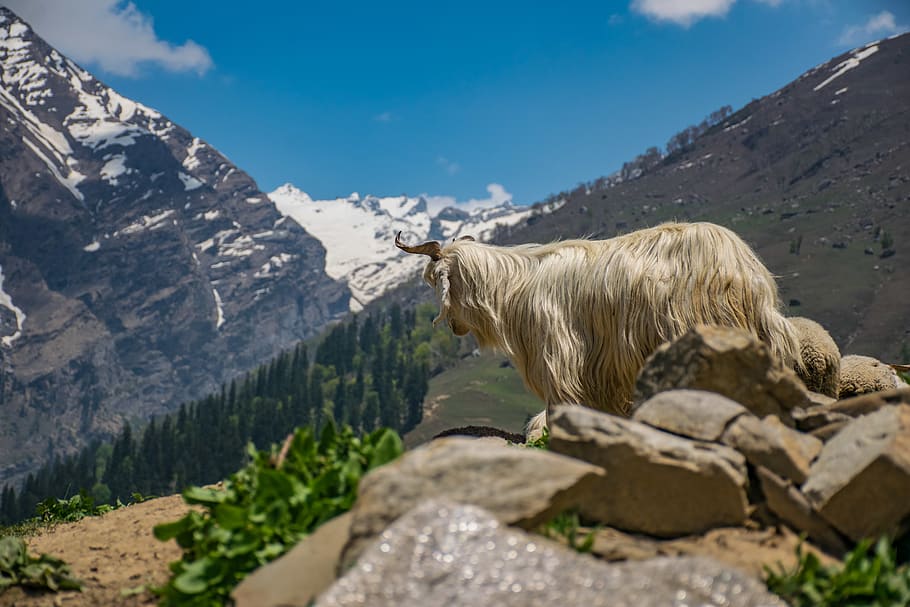 White Animal on Cliff at Daytime, clouds, daylight, furry, goat HD wallpaper