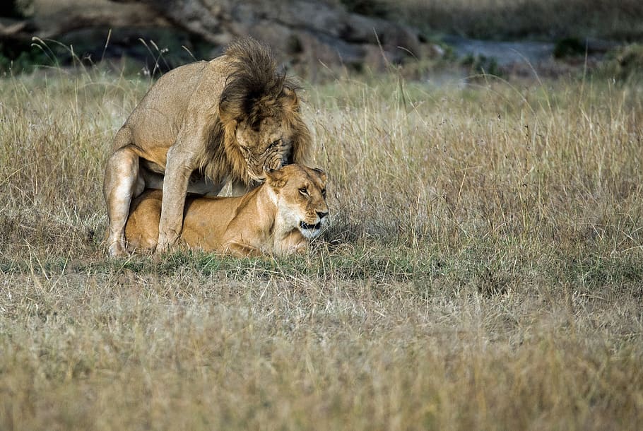 lion mating with lioness on field, animal, wildlife, mammal, kenya, HD wallpaper