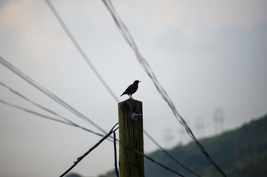 crow, bird, poles, lines, telephone lines, green poles, greens, HD wallpaper