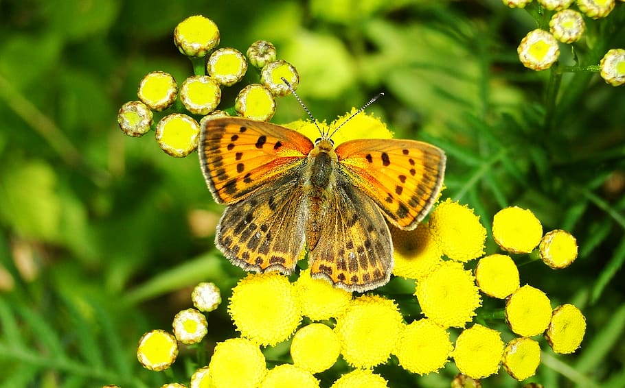 insect, invertebrate, animal themes, one animal, flower, animal wildlife HD wallpaper