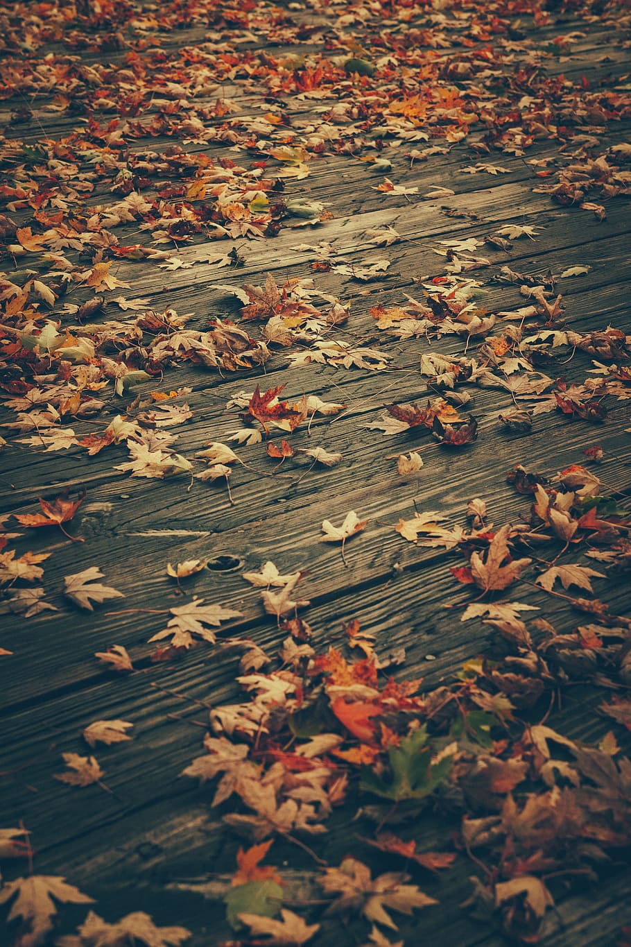 maple leaves on brown floor, eau claire, united states, ornament HD wallpaper