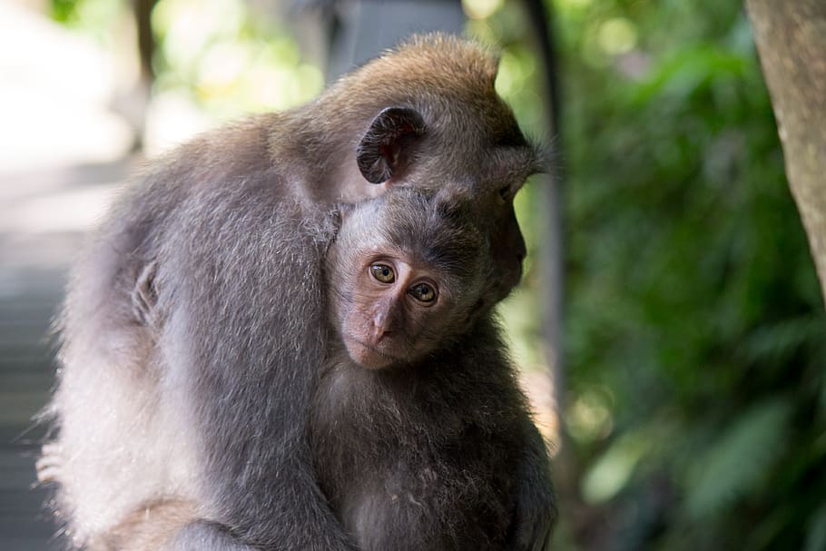 nature, animals, monkey, mammal, primate, animal wildlife, animals in the wild HD wallpaper