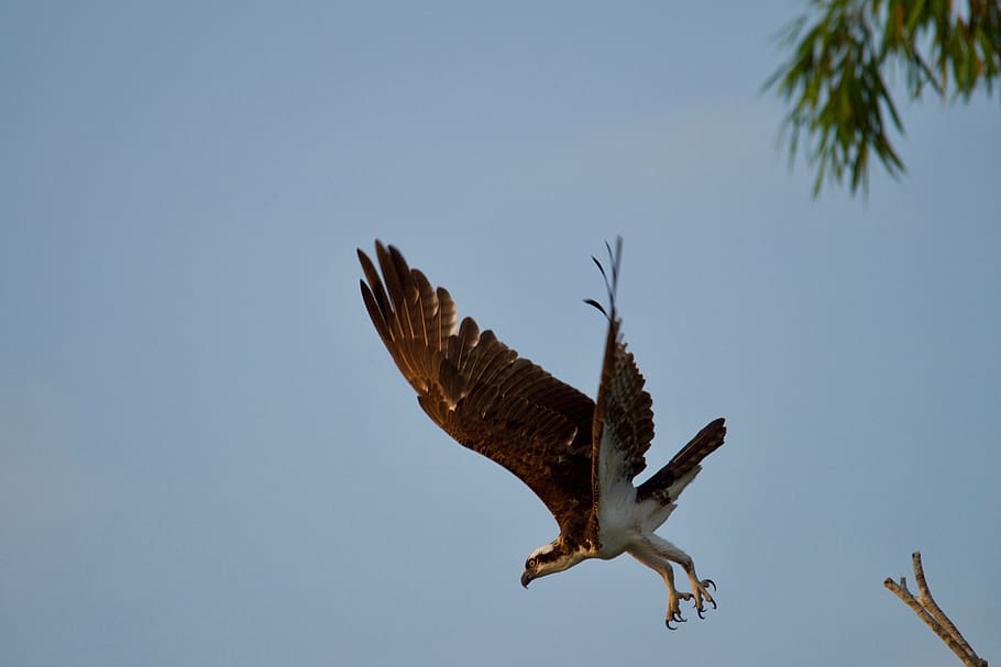 ecuador, galapagos islands, flying, spread wings, bird, animals in the wild HD wallpaper