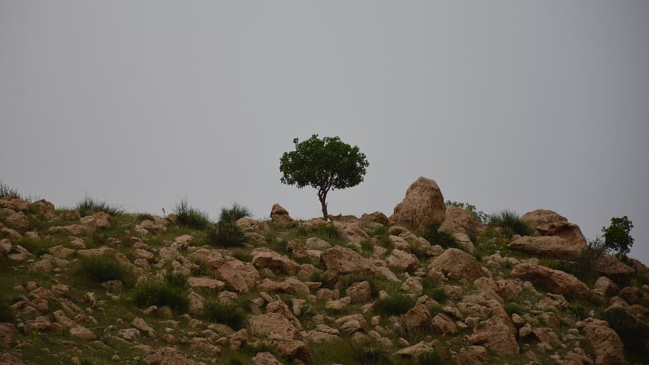 tree, lonely tree, plant, sky, beauty in nature, tranquility HD wallpaper