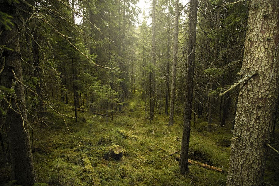 sweden, trees, forest, nature, plant, land, tranquility, woodland HD wallpaper