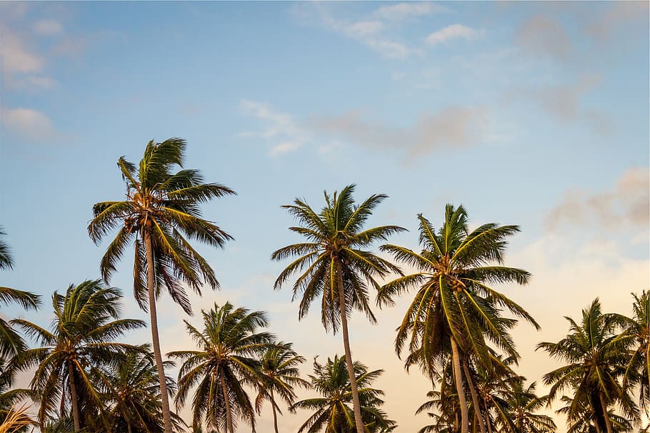 plants, palm, trees, leaves, green, natural, flora, tropical HD wallpaper