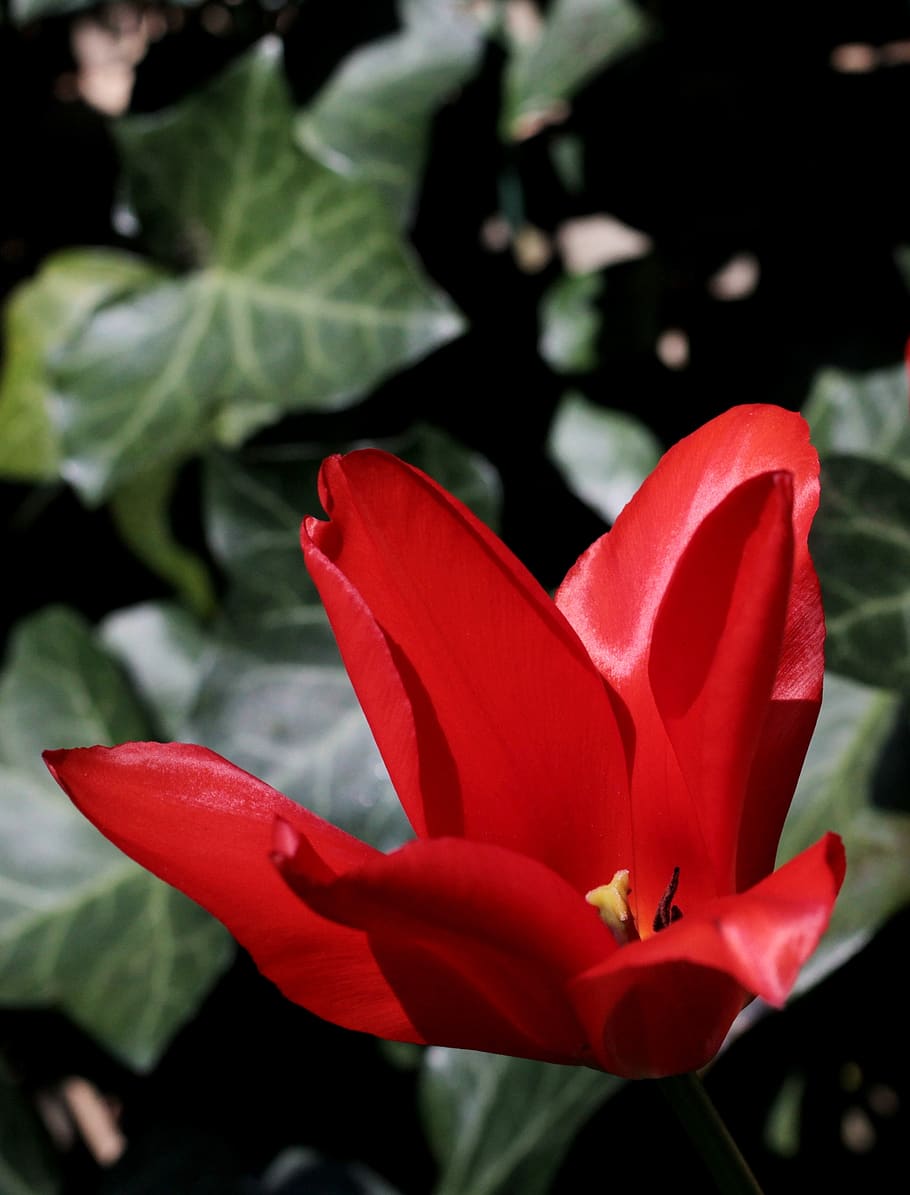tulip, red, spring flower, merry, sunlight, ivy, pestle, season, HD wallpaper