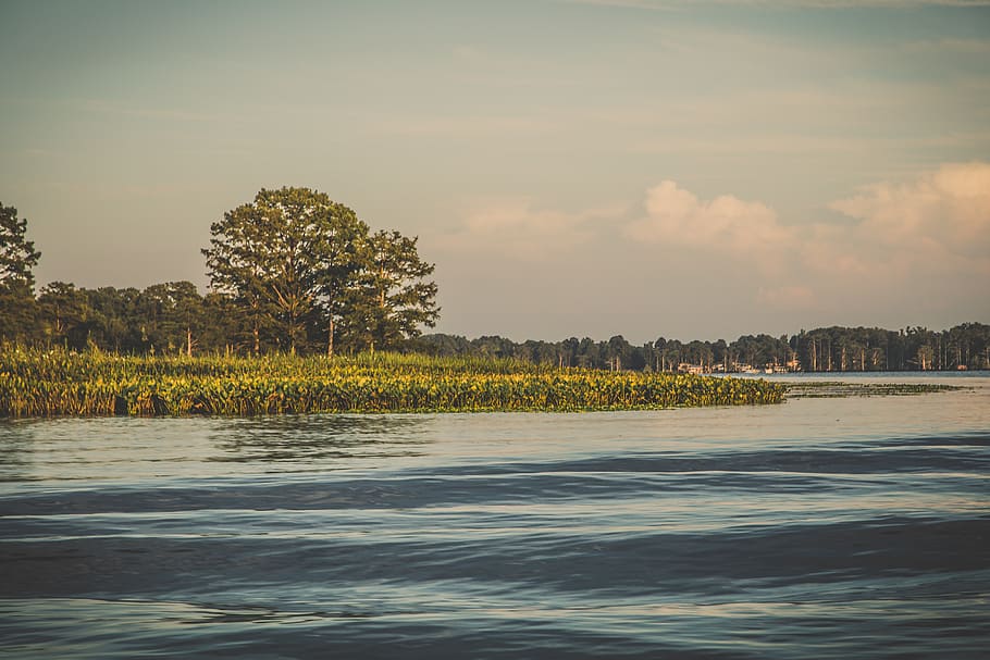 trees, river, waves, lilly, pads, sky, water, plant, beauty in nature HD wallpaper