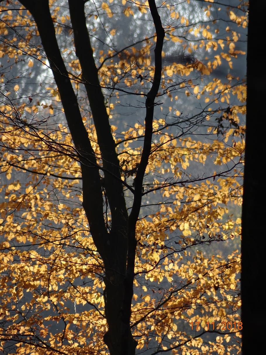 autumn, foliage, trees, forest, natural, autumn leaves, autumnal HD wallpaper