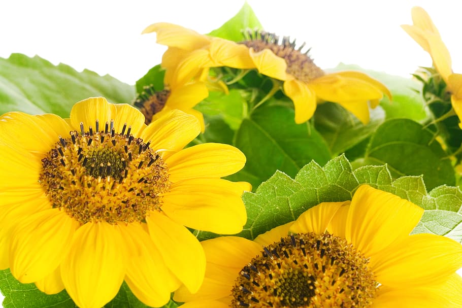 flower, con2011, nature, flowering plant, flower head, yellow HD wallpaper