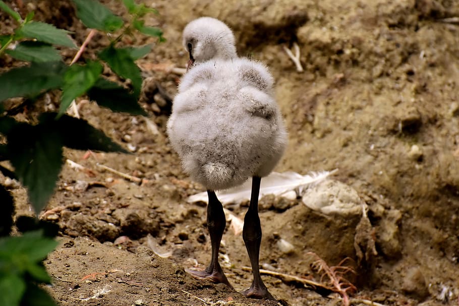 flamingo, young bird, chicks, cute, feather, plumage, fluff HD wallpaper