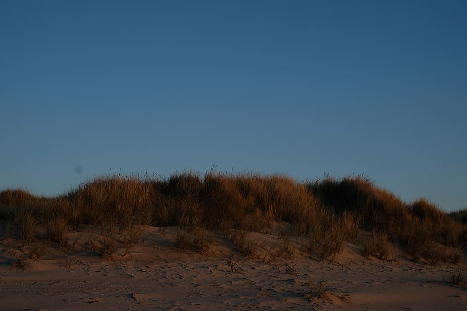 grass, beach, sand, sunset, landscape, sky, clear sky, tranquility HD wallpaper