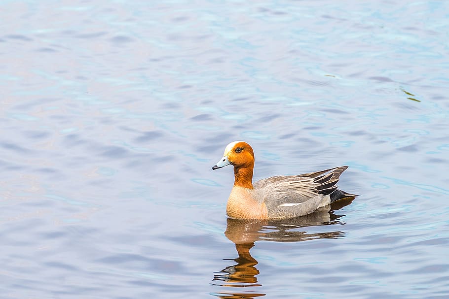 russia, cherepovets, mirror, reflection, bird, duck, river HD wallpaper