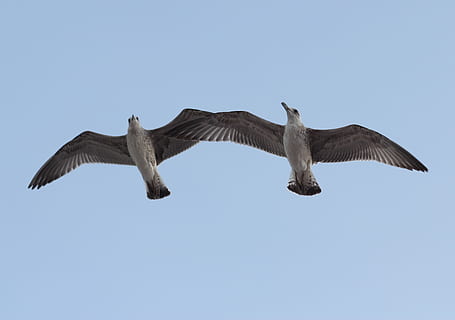 seagulls, pair, two, flight, birds, couple, dom, travel, love HD wallpaper