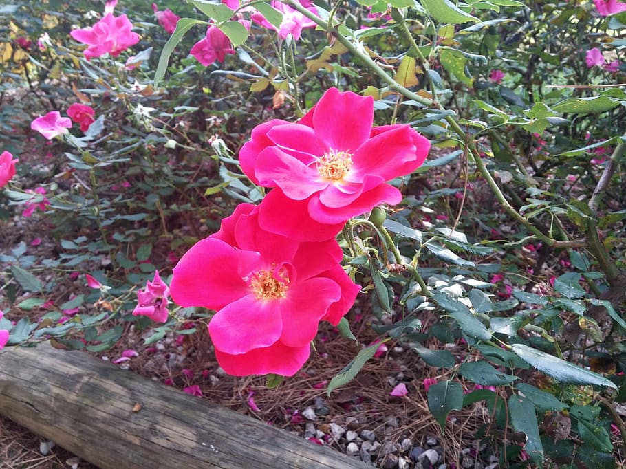 italy, flowering plant, beauty in nature, freshness, pink color HD wallpaper