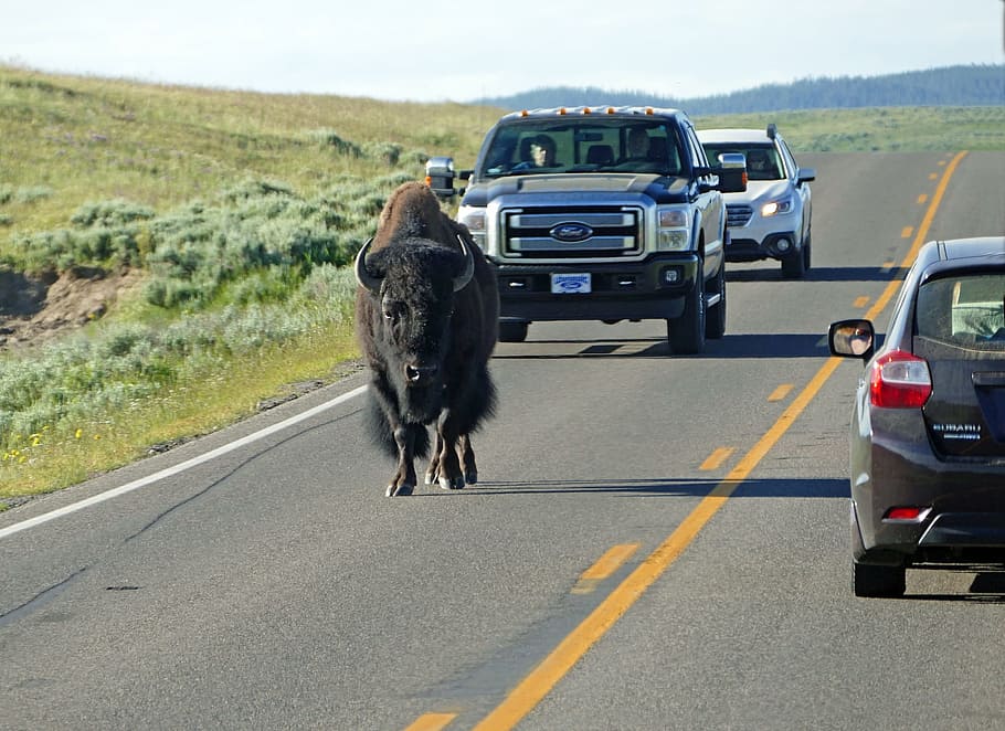 highway, buffalo, animal, wild, nature, road, route, traffic HD wallpaper