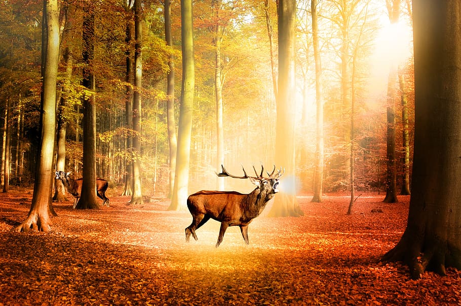forest, nature, trees, deer, light, sun, colors, picture, animal HD wallpaper