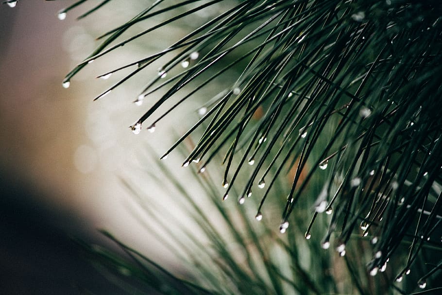 green-leafed plant, drop, wet, water, coniferous tree, pine tree HD wallpaper