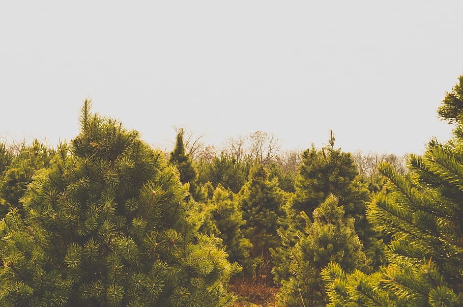 christmas tree, evergreen, forest, trees, horizon, tree line HD wallpaper