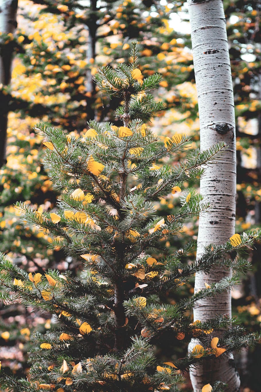 green pine trees, plant, growth, beauty in nature, no people HD wallpaper