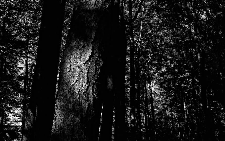 forest, tree, autumn, light, trunk, tree bark, leaves, landscape HD wallpaper