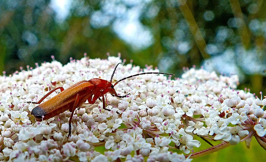 nature, nectar, insect, flower, foraging, animal wildlife, flowering plant HD wallpaper