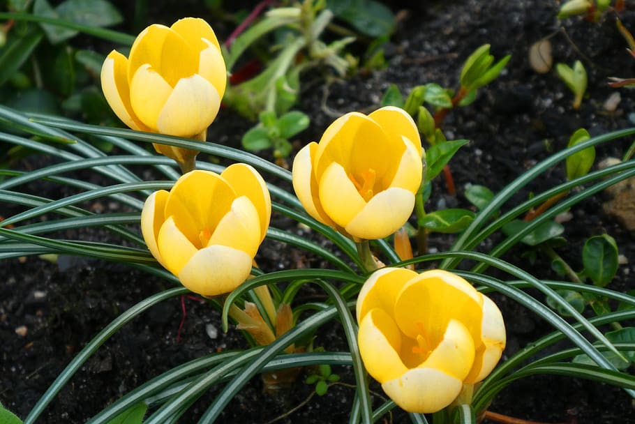 crocus, spring, tuinbloem, spring flower, flowers, blossom, HD wallpaper