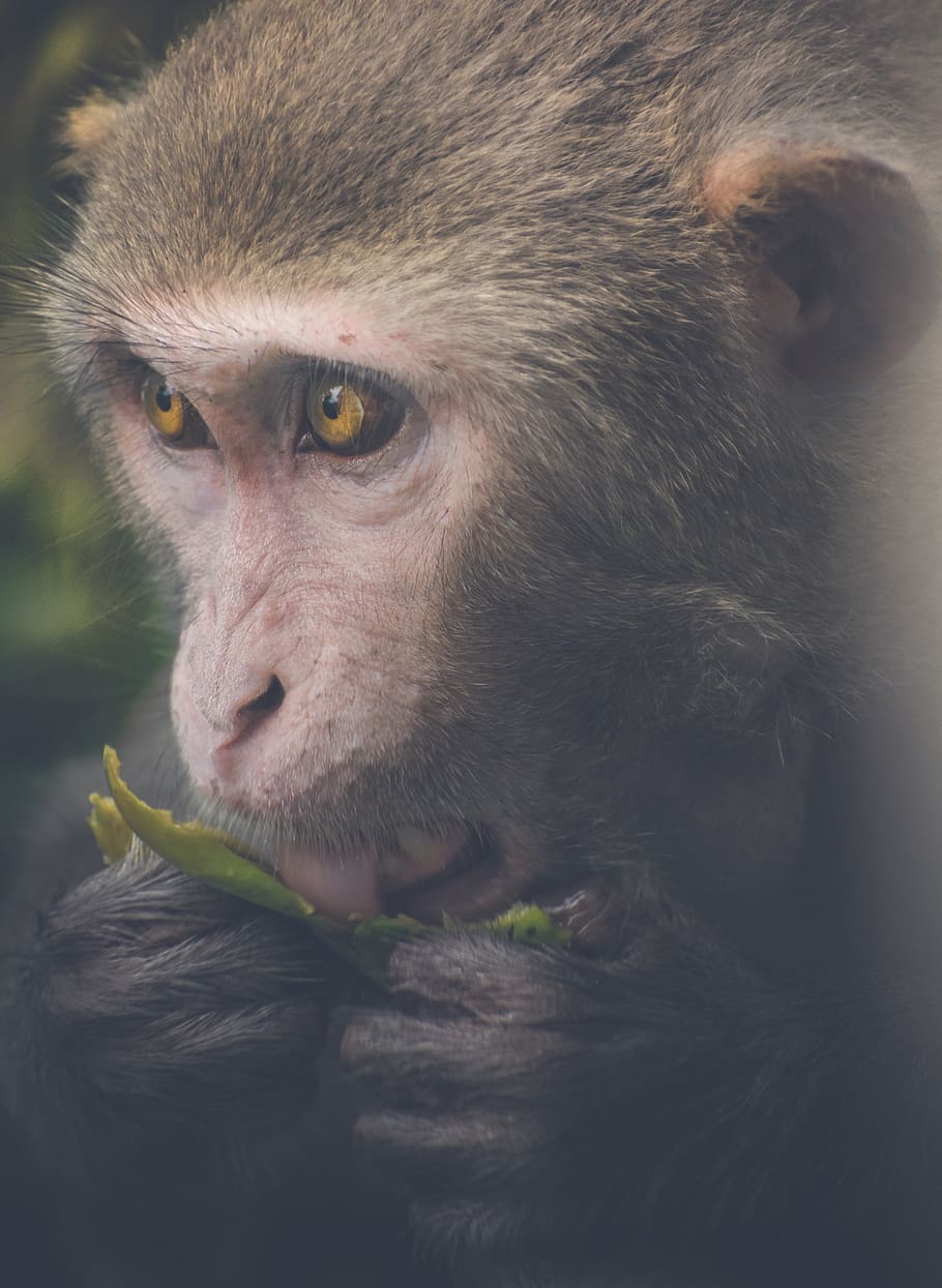 monkey, indian, primate, fruit, animal themes, one animal, mammal HD wallpaper