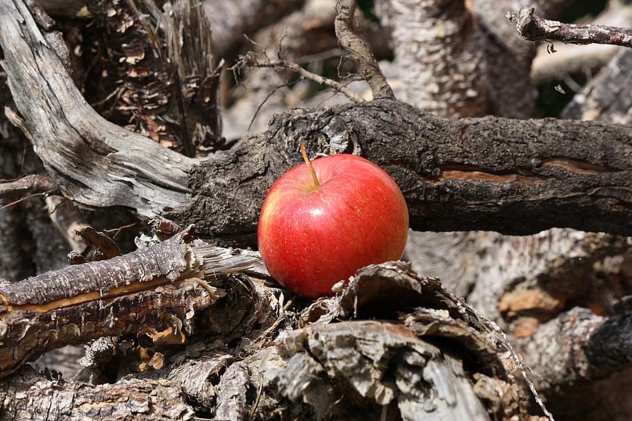apple, apple tree, root, wood, food, food and drink, red, fruit HD wallpaper