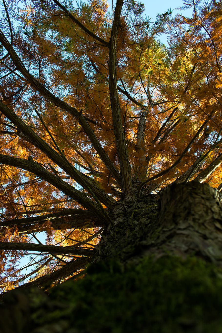 three, orange, forest, autumn, wood, sun, tree, plant, growth HD wallpaper