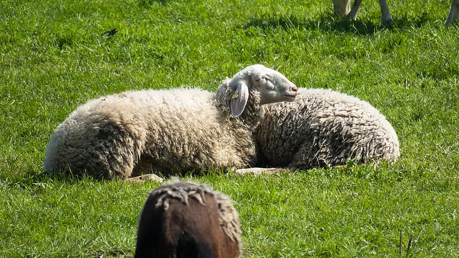 sheep, rest, concerns, doze, sleep, chill out, relax, meadow HD wallpaper