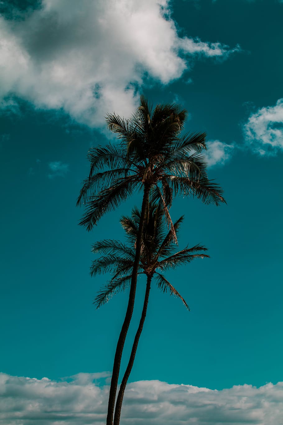 green palm tree under blue sky, cloud - sky, tropical climate HD wallpaper
