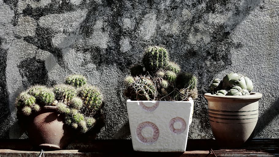 thorn, cactus, vase, tree, plant, growth, potted plant, nature HD wallpaper
