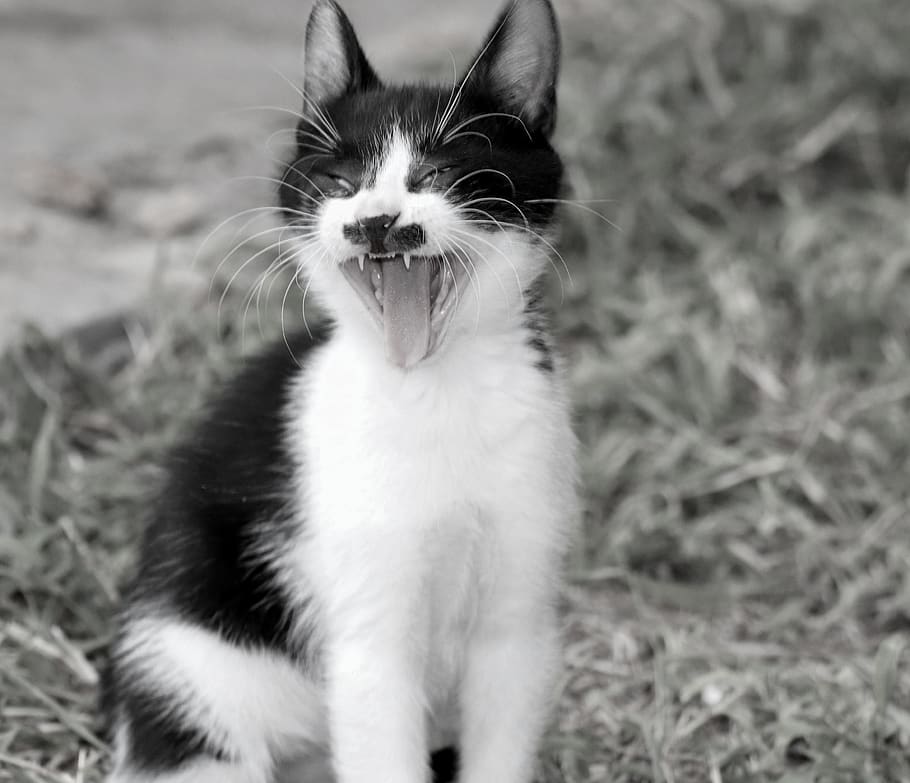 cat, yawn, tooth, pet, domestic cat, tired, cute, cat tongue HD wallpaper