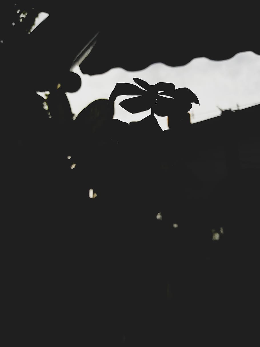 dark, shadow, flower, wallpaper, home, bandw, silhouette, no people HD wallpaper