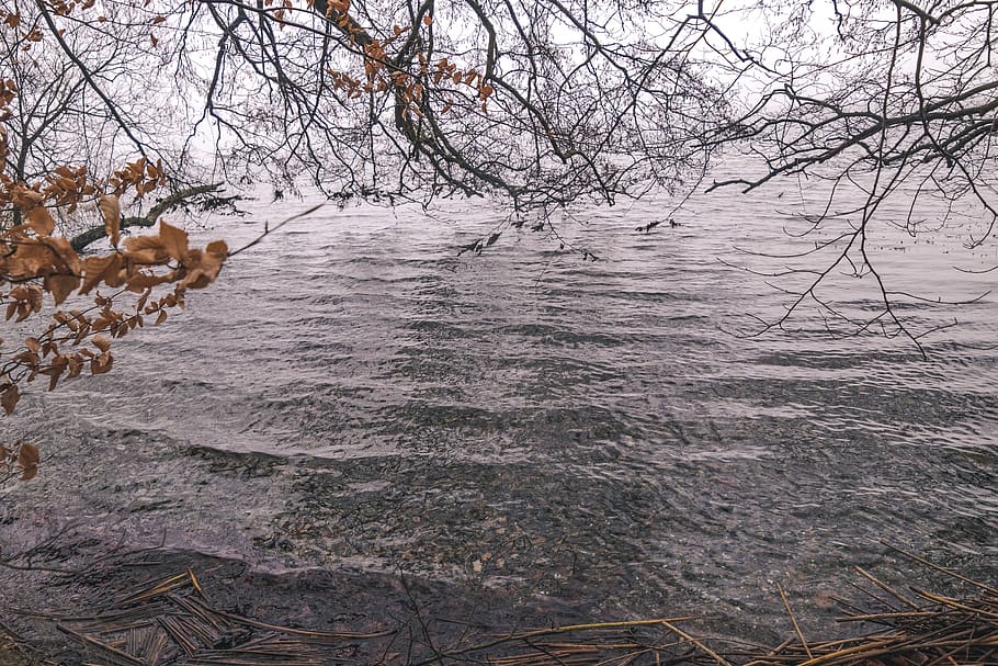 denmark, lake esrum, tree, bare tree, water, nature, tranquility HD wallpaper