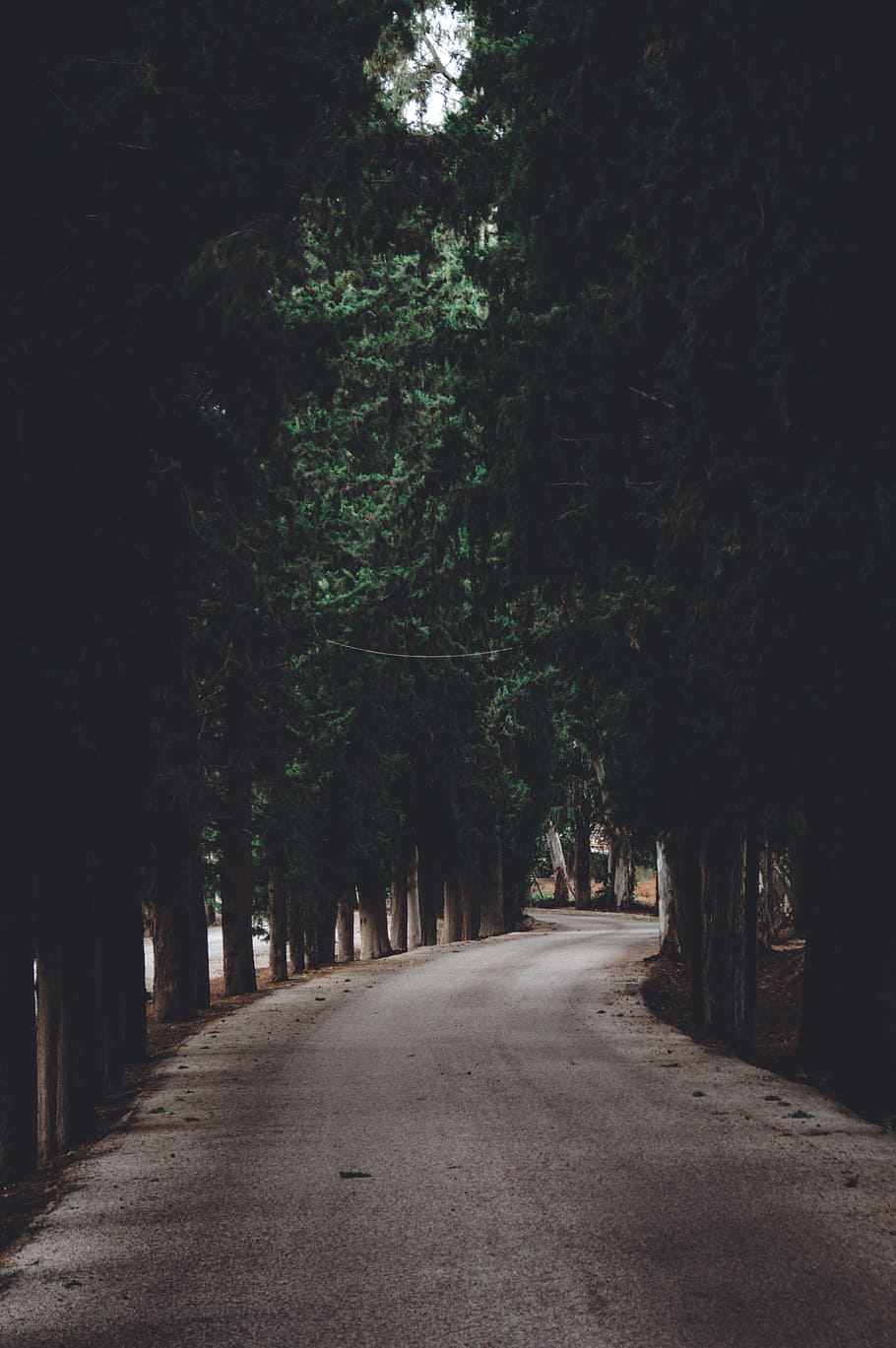green trees during daytime, road, moody, track, countryside, outdoor HD wallpaper
