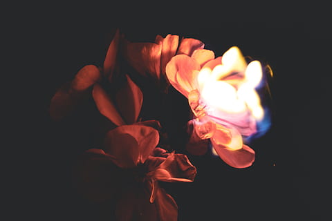 flower, fire, burning, long exposure, nature, wallpaper, flame HD wallpaper