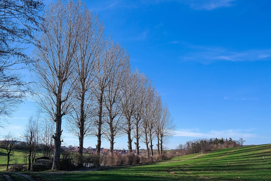 poplars, trees, sky, landscape, spring, plant, bare tree, field HD wallpaper